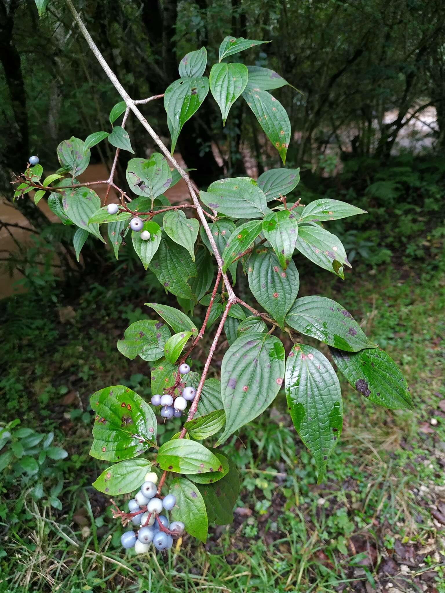 Слика од Cornus excelsa Kunth