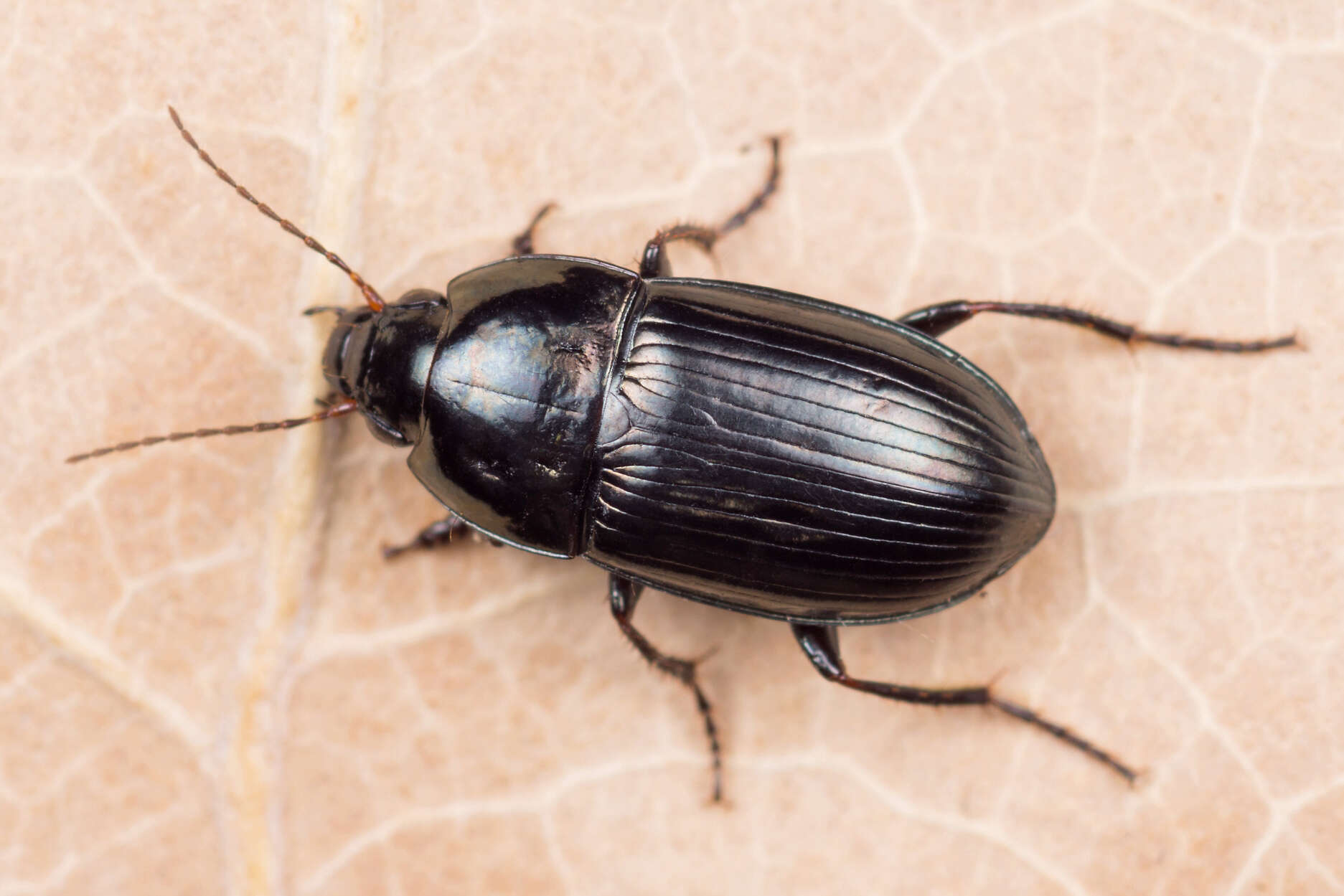 Image de Amara (Amara) lunicollis Schiödte 1837