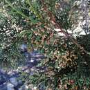 Sivun Juniperus deppeana var. zacatecensis Martínez kuva
