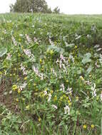 Image of Corydalis glaucescens Regel