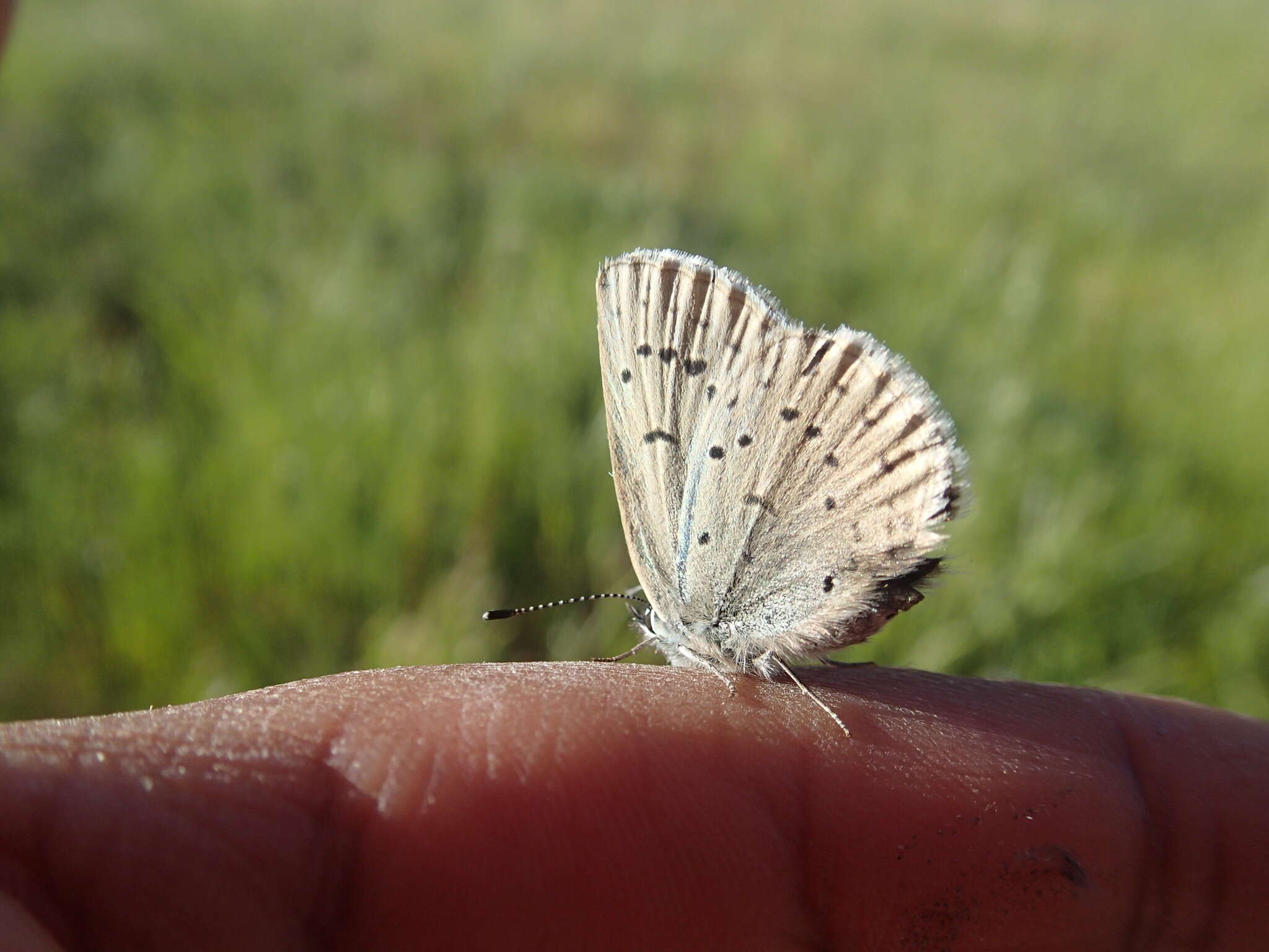 Image of Icaricia icarioides fenderi