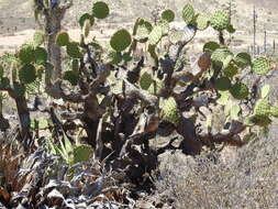 Sivun Opuntia clarkiorum kuva