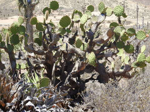 Opuntia clarkiorum resmi