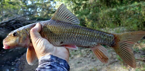 Image of Notchlip Redhorse