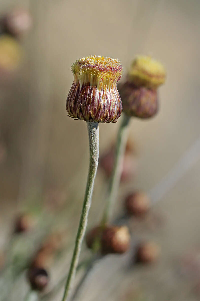 Image of Phagnalon graecum Boiss. & Heldr.