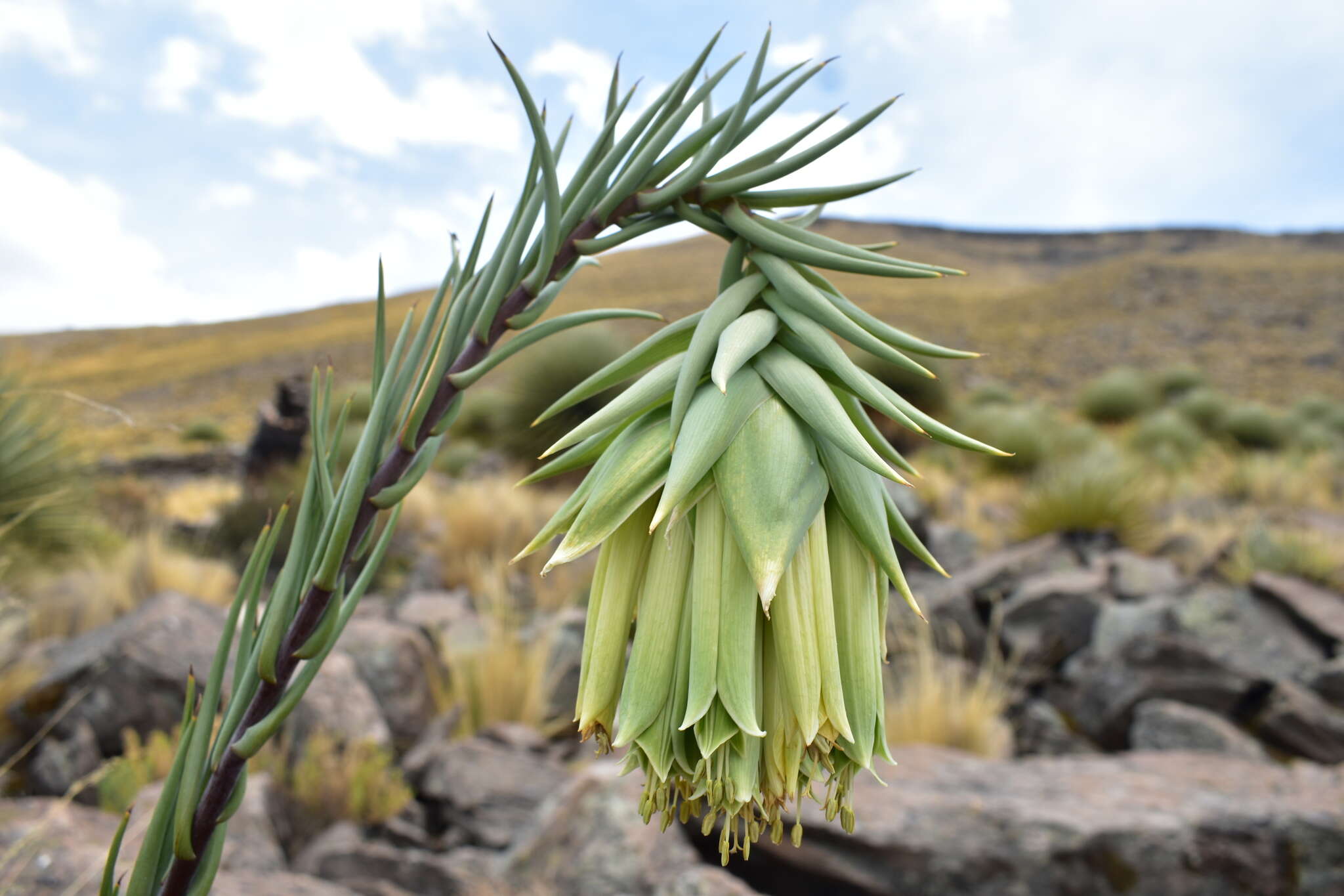 Image of Bomarea involucrosa (Herb.) Baker