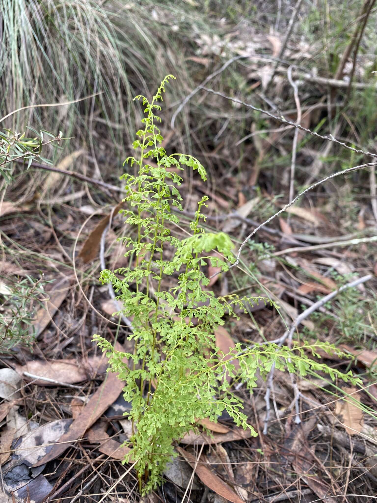 Image of Lindsaea microphylla Sw.