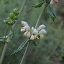 Image of Phlomoides integior (Pazij & Vved.) Adylov, Kamelin & Makhm.