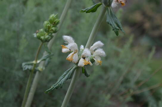 Image of Phlomoides integior (Pazij & Vved.) Adylov, Kamelin & Makhm.