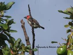 Image of Vieillot's Barbet
