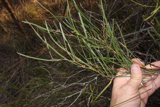 Image of Acacia granitica Maiden