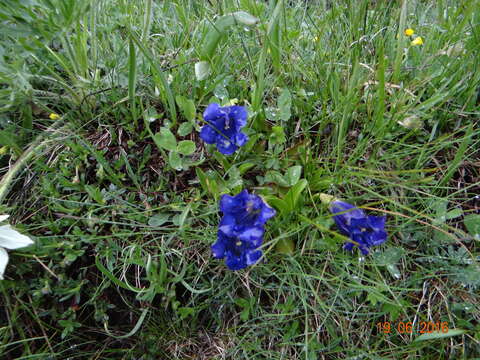 Image of Stemless Gentian