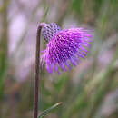 Image of Cirsium sieboldii Miq.