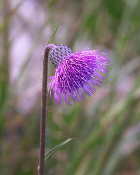 Plancia ëd Cirsium sieboldii Miq.