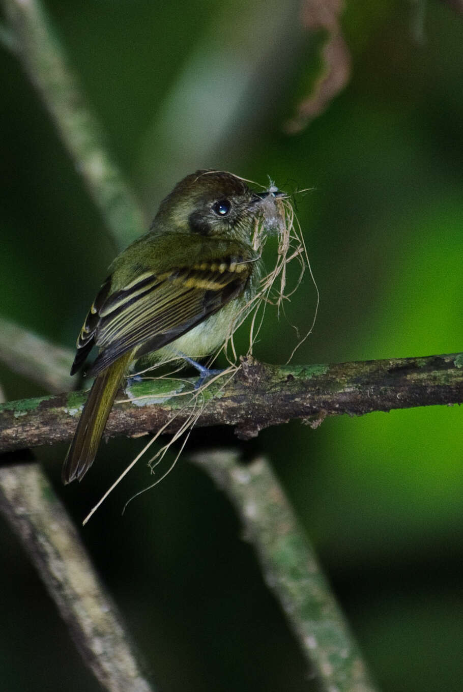 Leptopogon amaurocephalus amaurocephalus Cabanis 1846 resmi