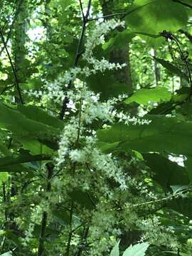 Image of Appalachian False Goat's-Beard