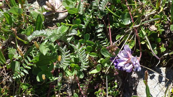 Oxytropis helvetica Scheele resmi