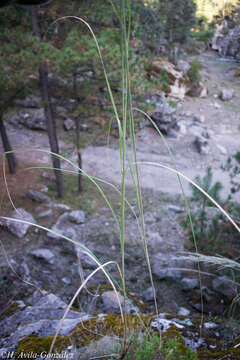 Image of Muhlenbergia robusta (E. Fourn.) Hitchc.