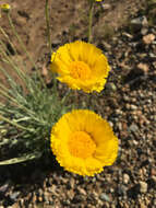 Image of desert marigold