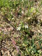 Image of Cerastium glutinosum Fries