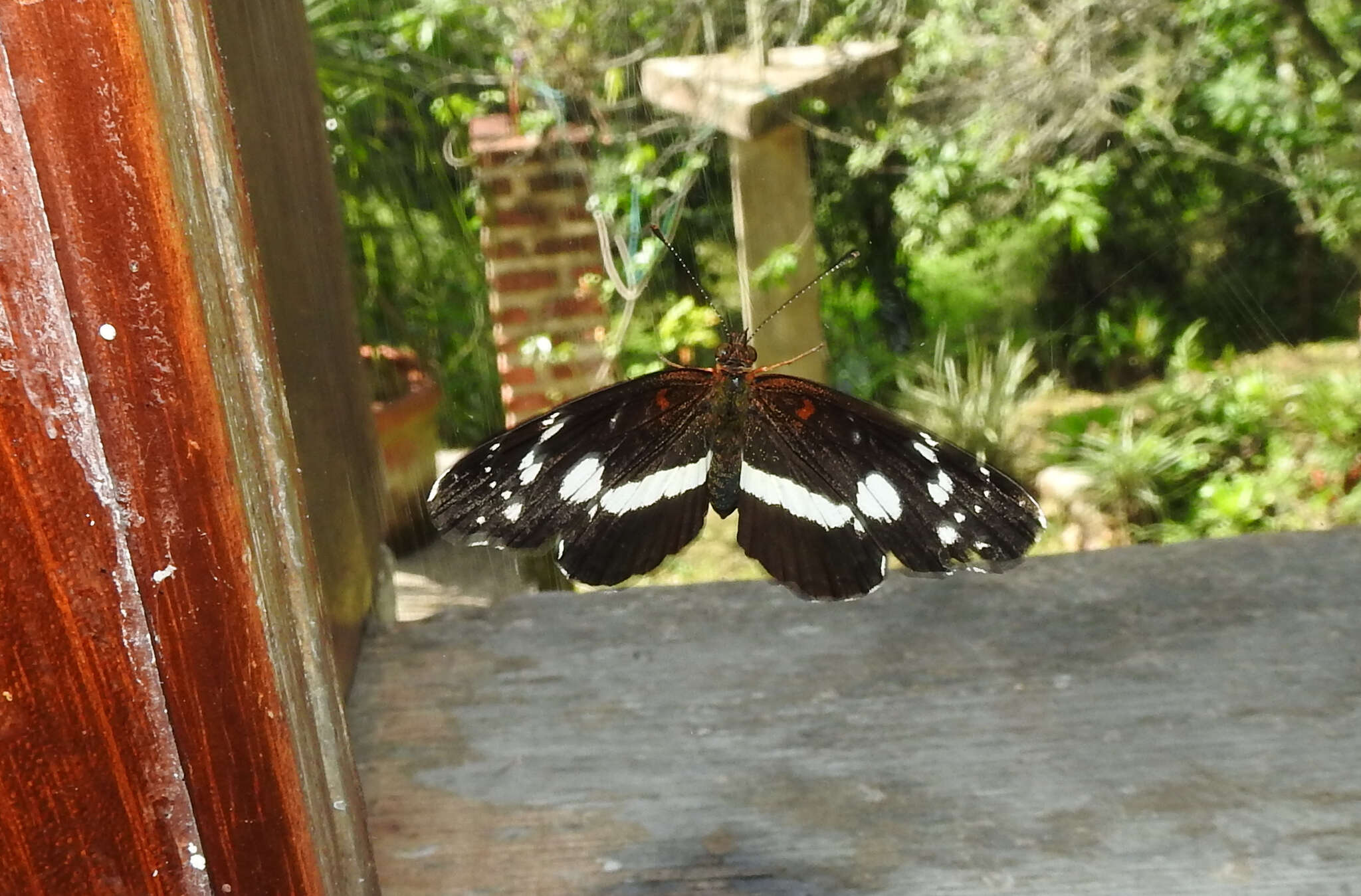 Image of Castilia myia Hewitson 1864