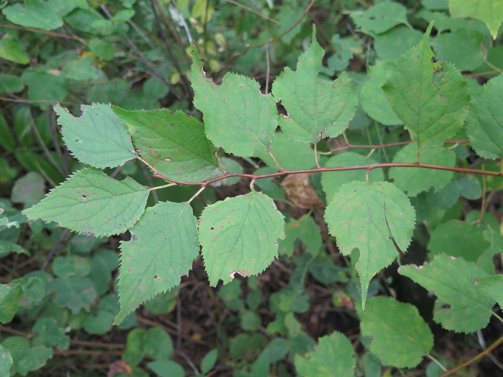 Слика од Prunus mandshurica (Maxim.) Koehne