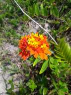 Image of Epidendrum fulgens Brongn.