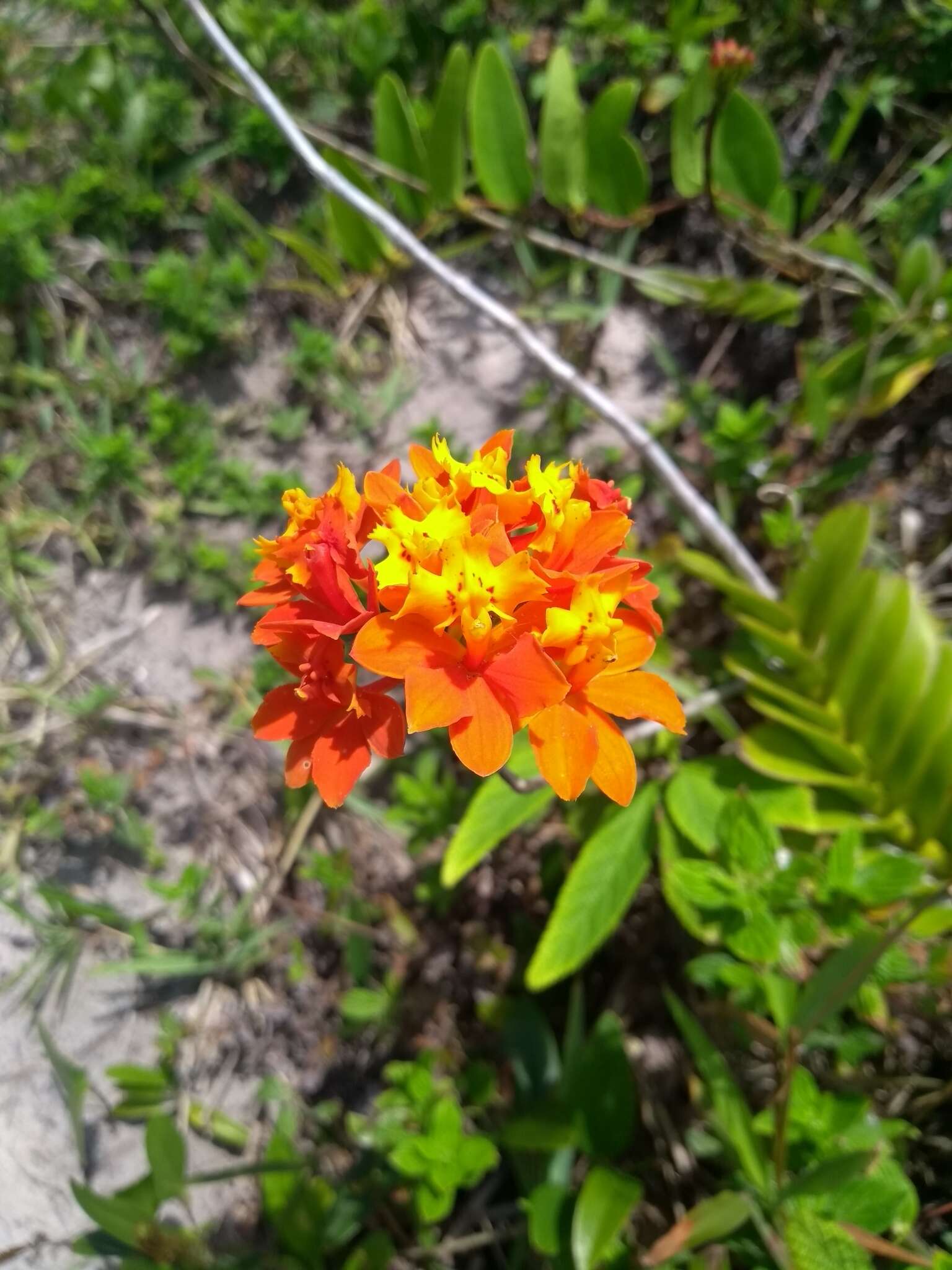 Image of Epidendrum fulgens Brongn.