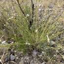 Image of Dianthus ciliatus subsp. dalmaticus (Celak.) Hayek