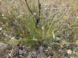 Image of Dianthus ciliatus subsp. dalmaticus (Celak.) Hayek