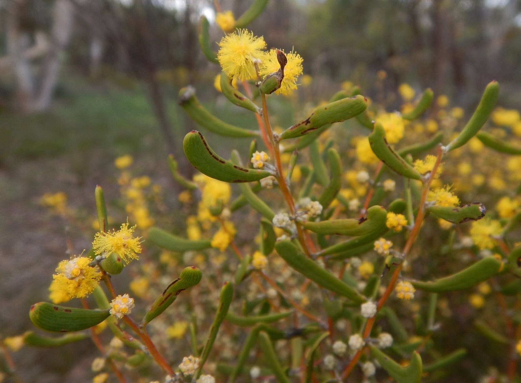 Image of Acacia farinosa Lindl.