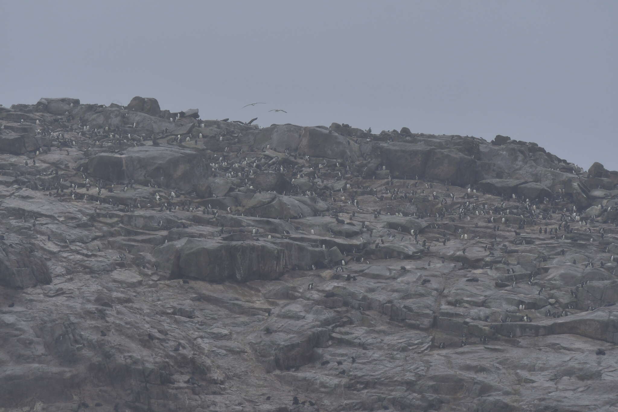 Image of erect-crested penguin