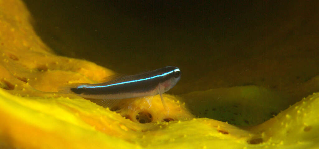 Image of Linesnout goby