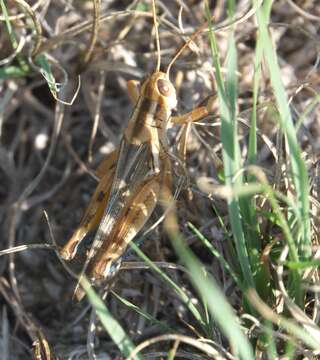 Melanoplus packardii Scudder & S. H. 1878的圖片