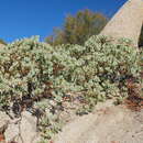 Image of Parry manzanita