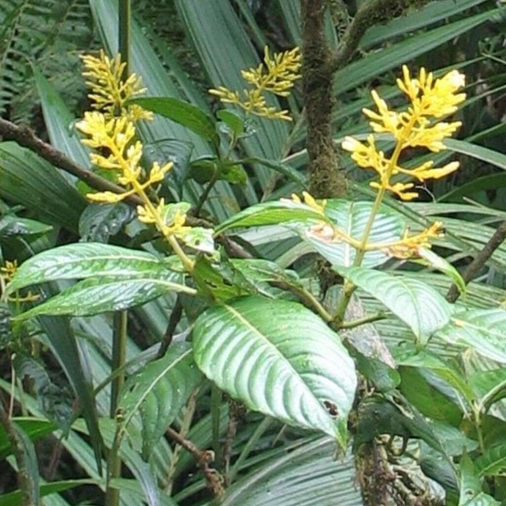 Image of Palicourea lasiorrhachis Oerst.