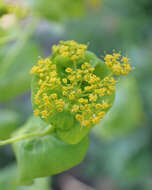 Image of Smyrnium perfoliatum subsp. rotundifolium (Mill.) Bonnier & Layens