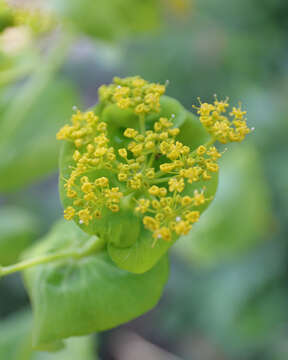 Image of Smyrnium perfoliatum subsp. rotundifolium (Mill.) Bonnier & Layens