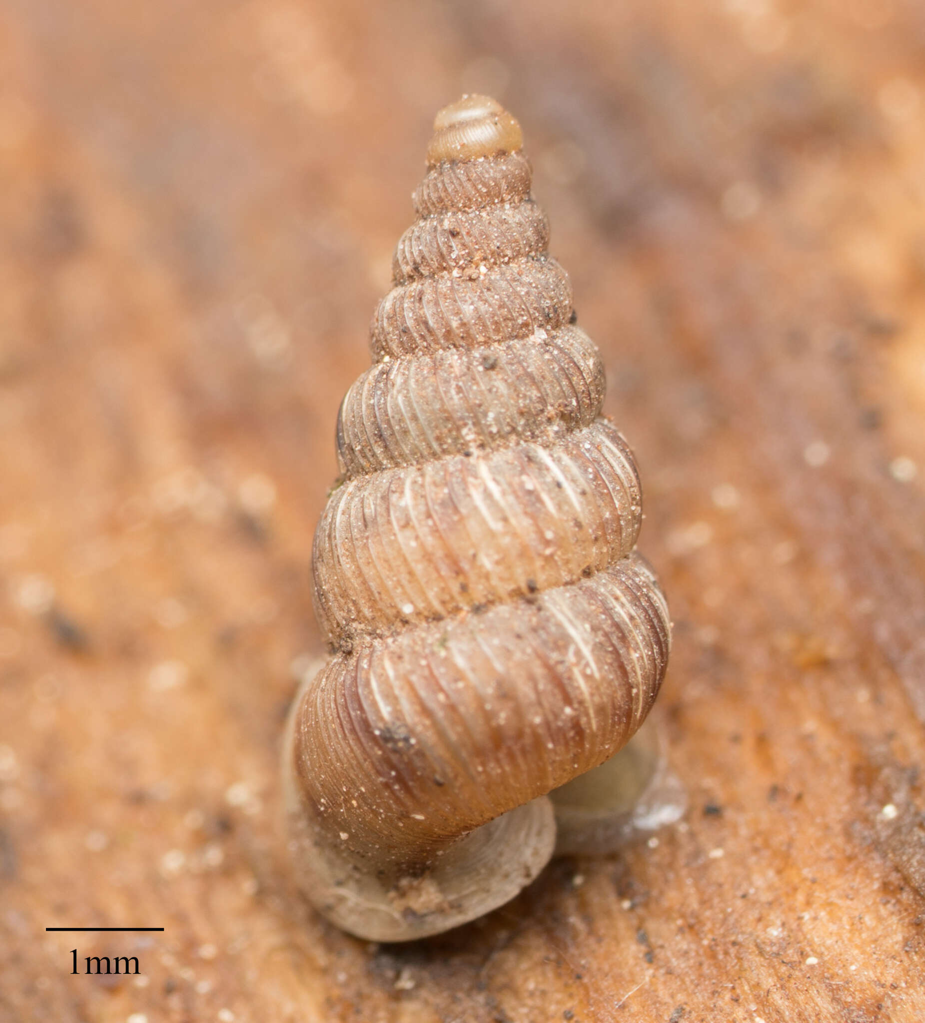 Image of Cochlostoma septemspirale (Razoumowsky 1789)