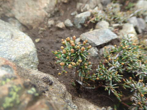 Image of Ephedra frustillata Miers