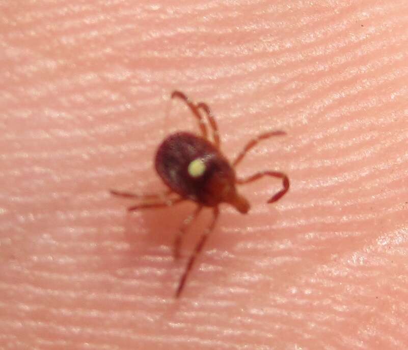 Image of Lone Star Tick