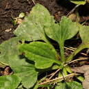 Image of Golovinomyces sordidus (L. Junell) V. P. Heluta 1988