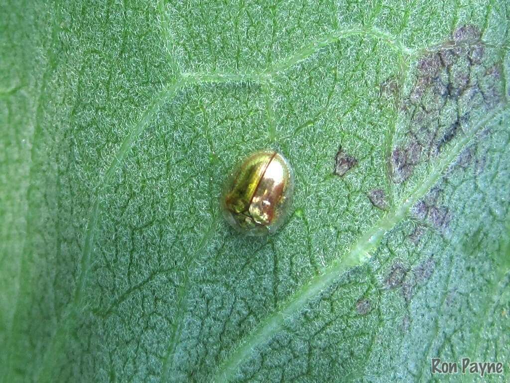 Imagem de Charidotella (Charidotella) sexpunctata bicolor (Fabricius 1798)