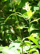 Image of largeleaf phlox