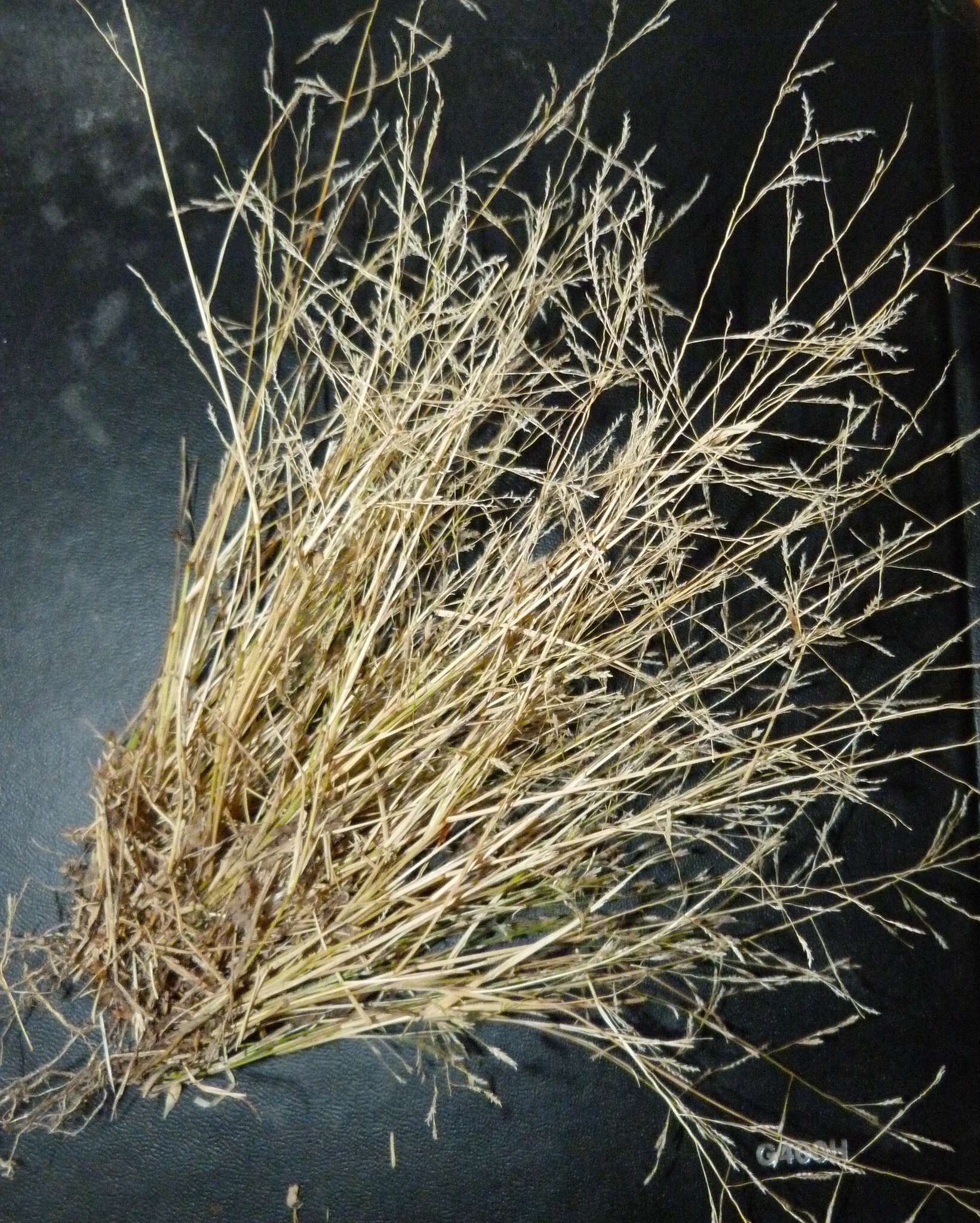 Imagem de Eragrostis pectinacea (Michx.) Nees