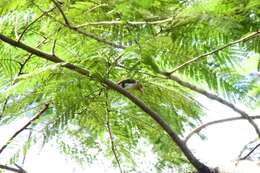 Image of Bornean Brown Barbet