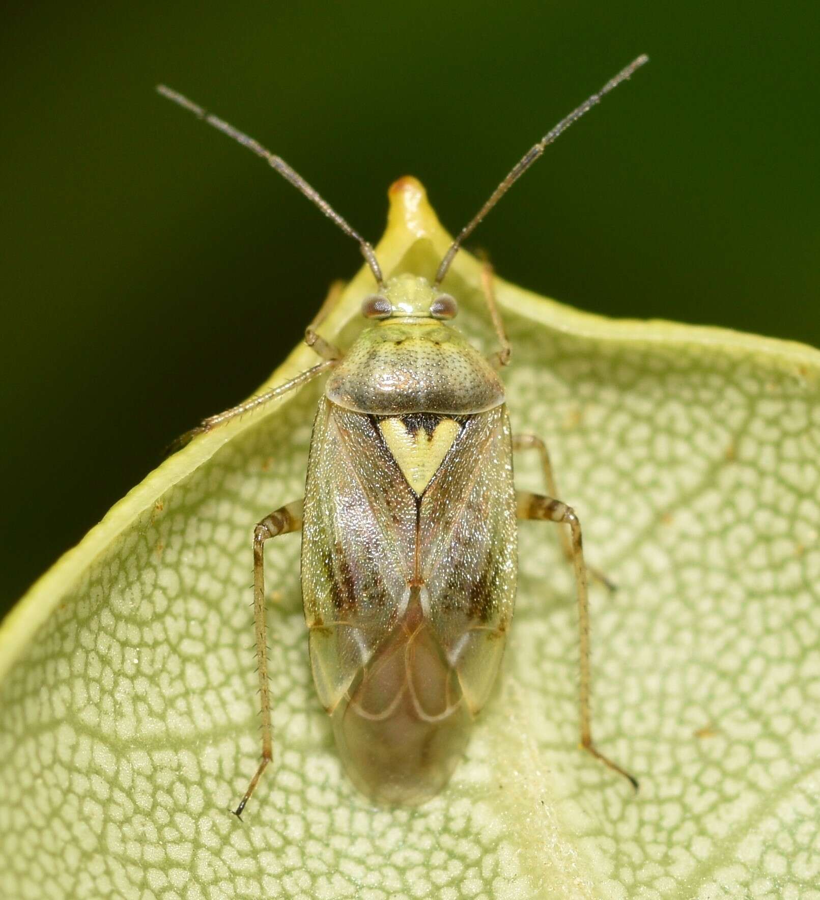 Image of Lygus rugulipennis Poppius 1911