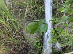 Image of Waxy-Leaf Meadow-Rue