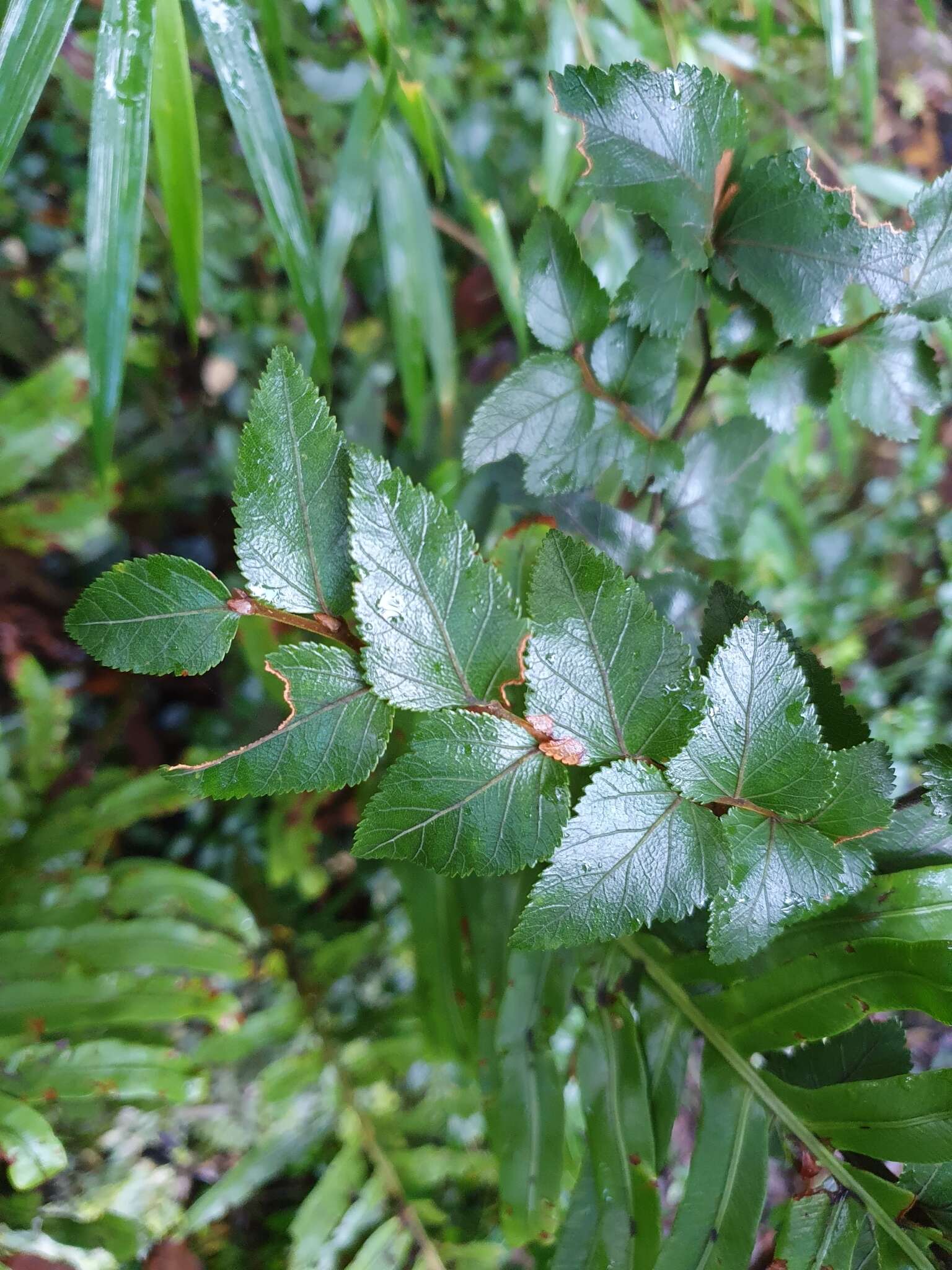 Image of Nothofagus nitida (Phil.) Krasser