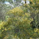Image of Acacia hakeoides A. Cunn. ex Benth.